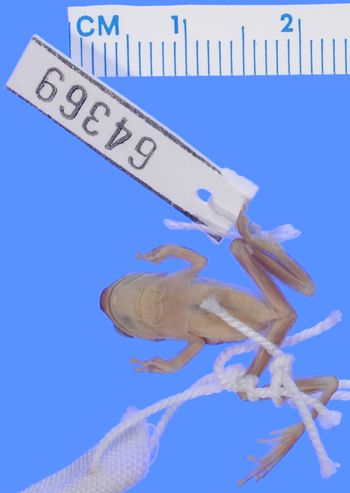 Media type: image; Herpetology A-64369